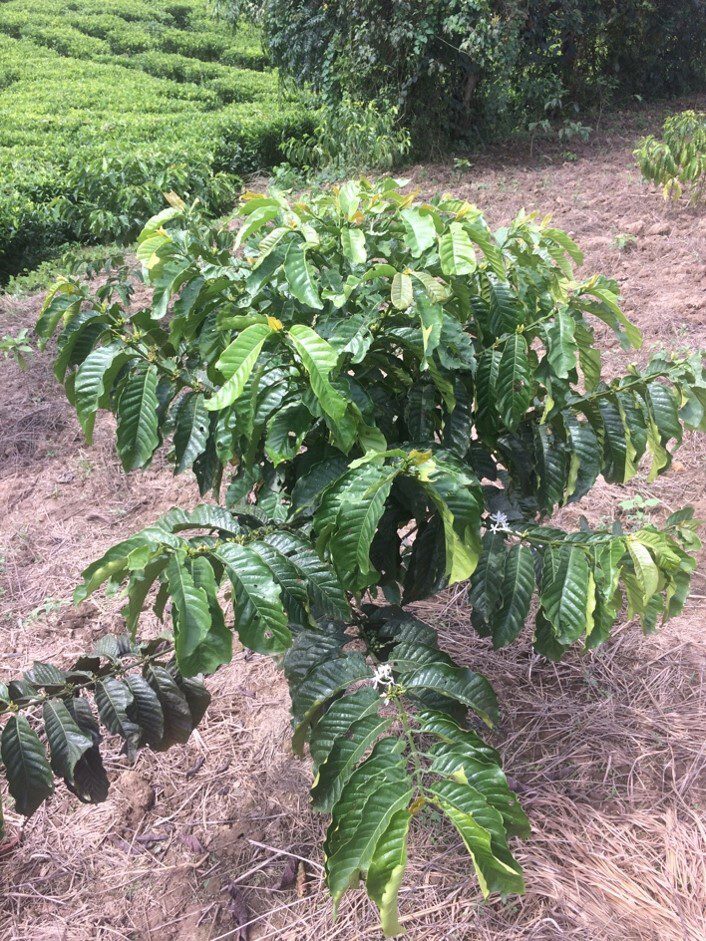 Coffee Plant